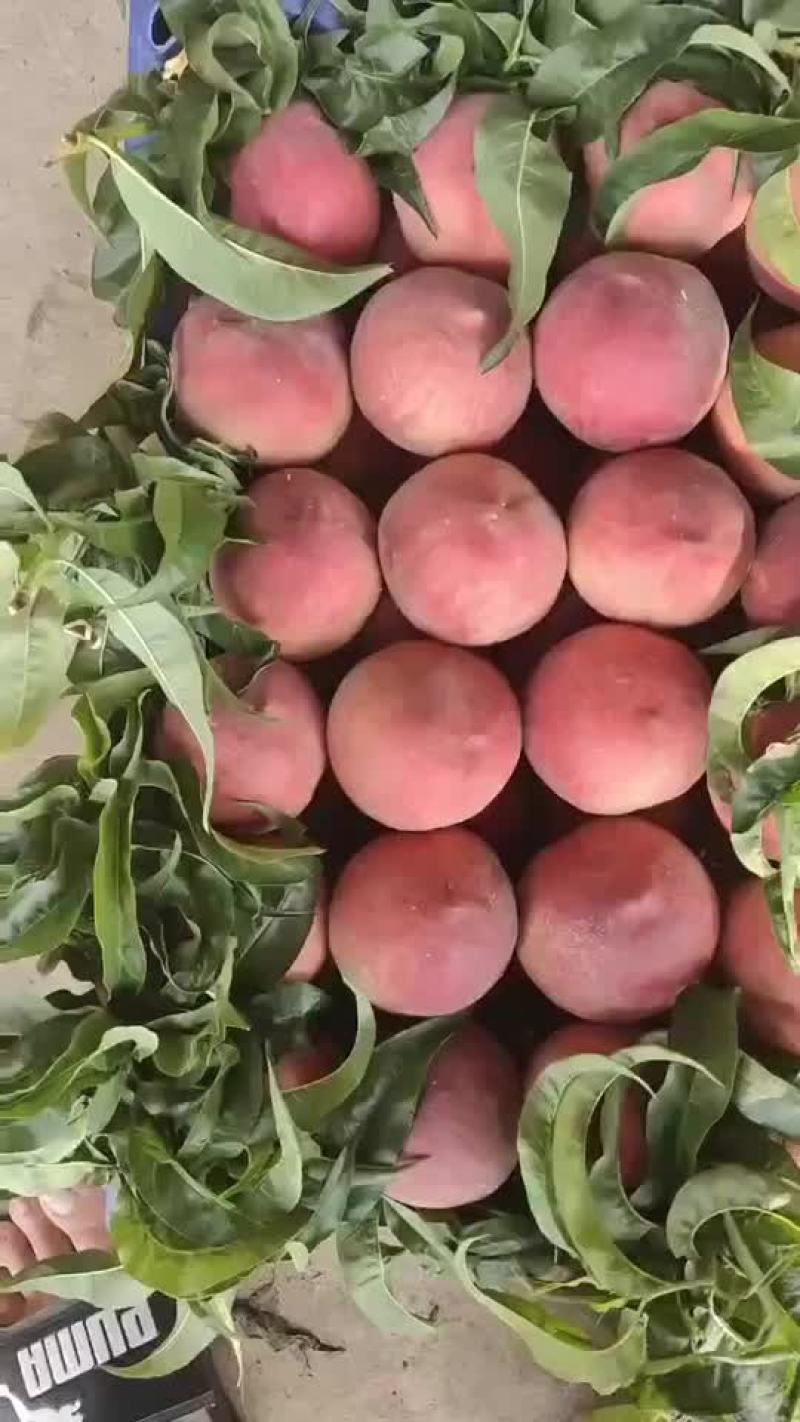 毛桃，大量下树