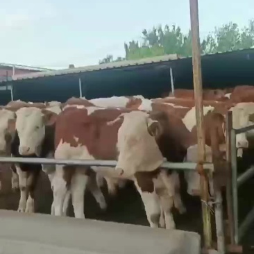 西门塔尔牛。小中