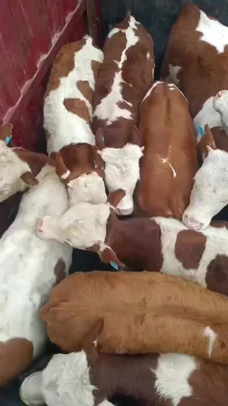 西门塔尔牛。小中