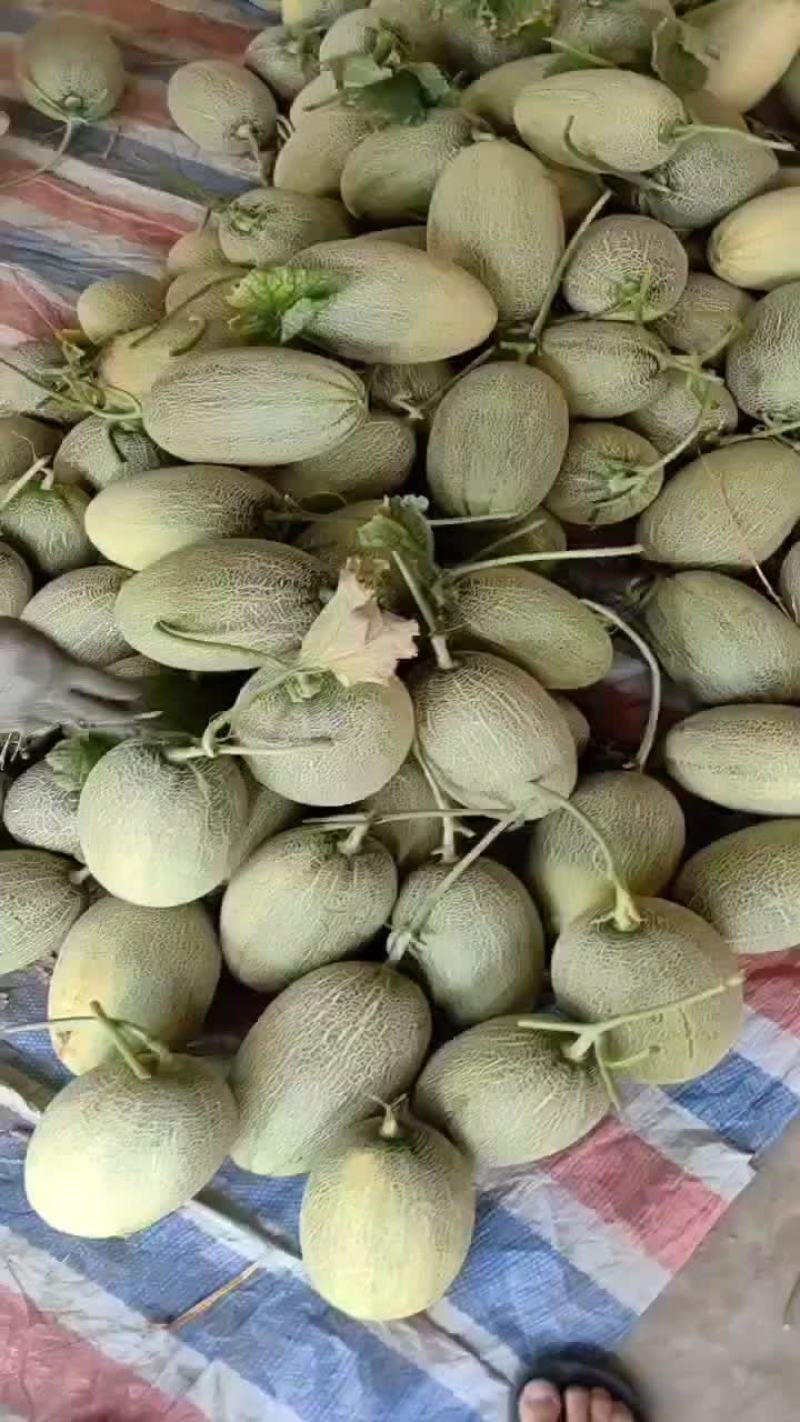 晓蜜25