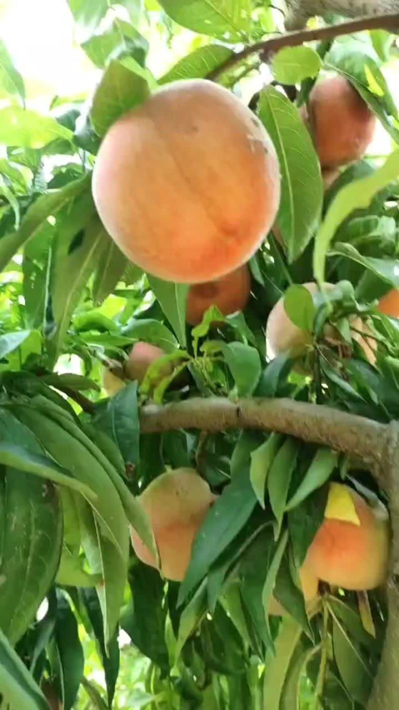 水蜜桃
