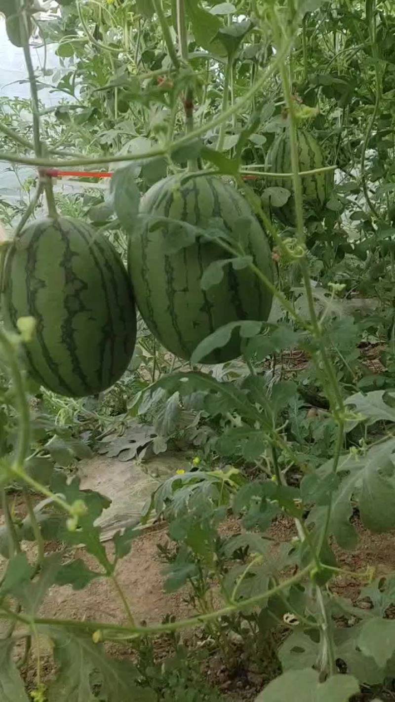 固安县头茬小吊瓜。L600.