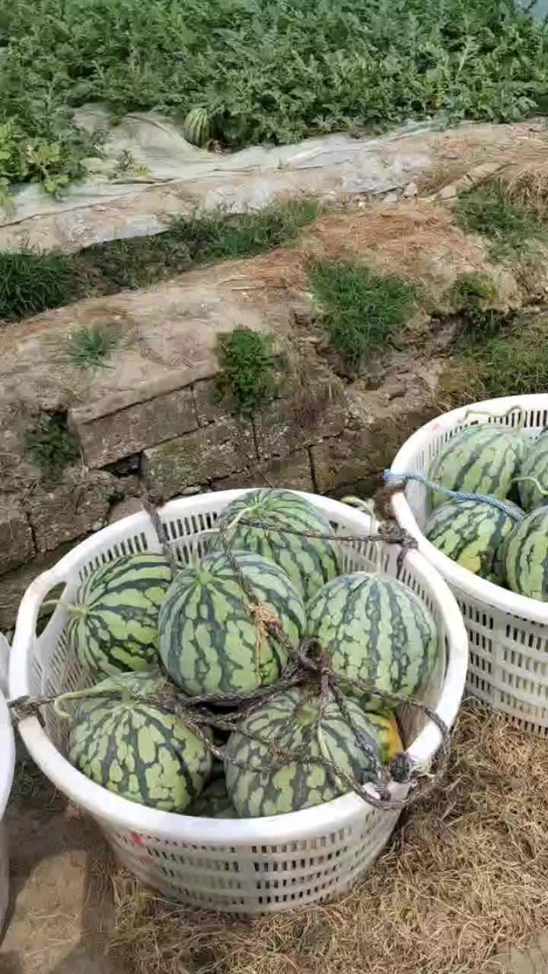 美都，早春红玉口口脆