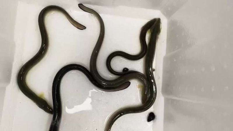 鳗鱼苗