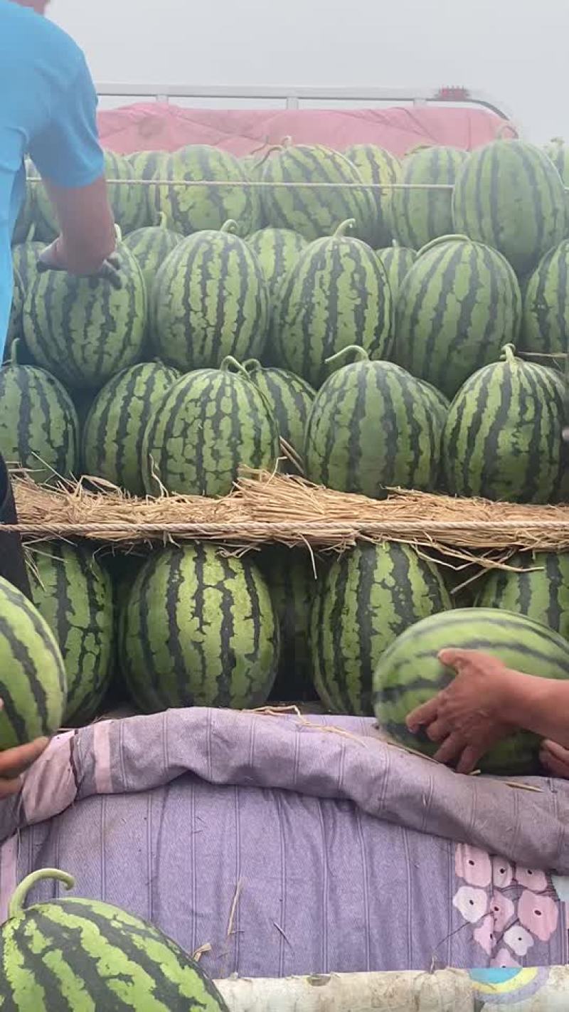 甜王西瓜，保质保量代发全国，甜度好。
