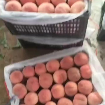 突围桃