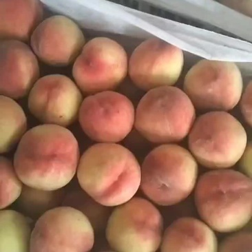 中桃9号桃