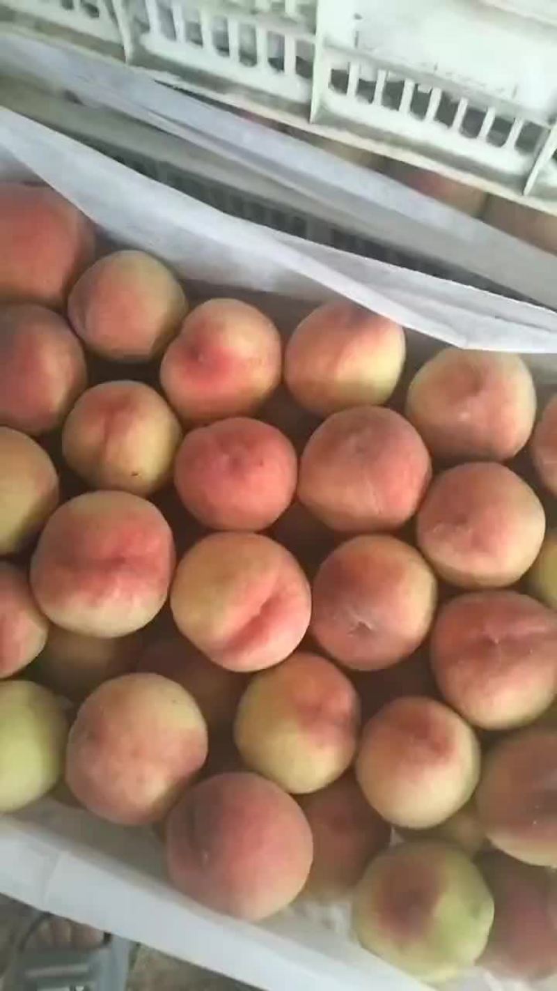 中桃9号桃