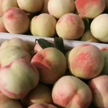 大沙红桃
