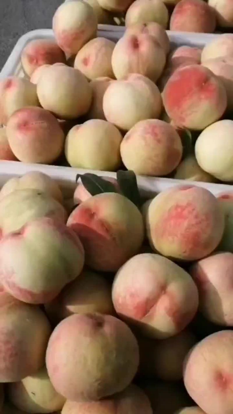 大沙红桃