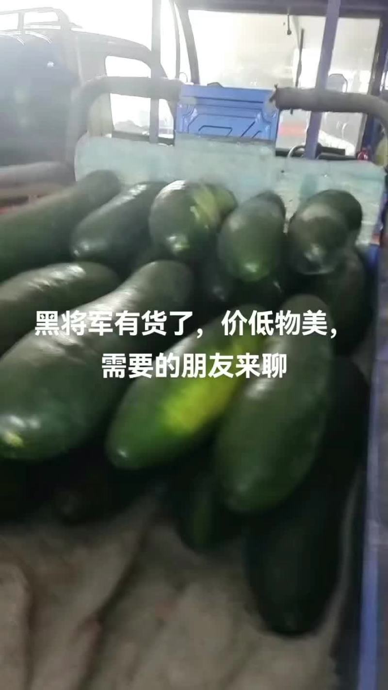 大冬瓜开始了，有需要的朋友速联系