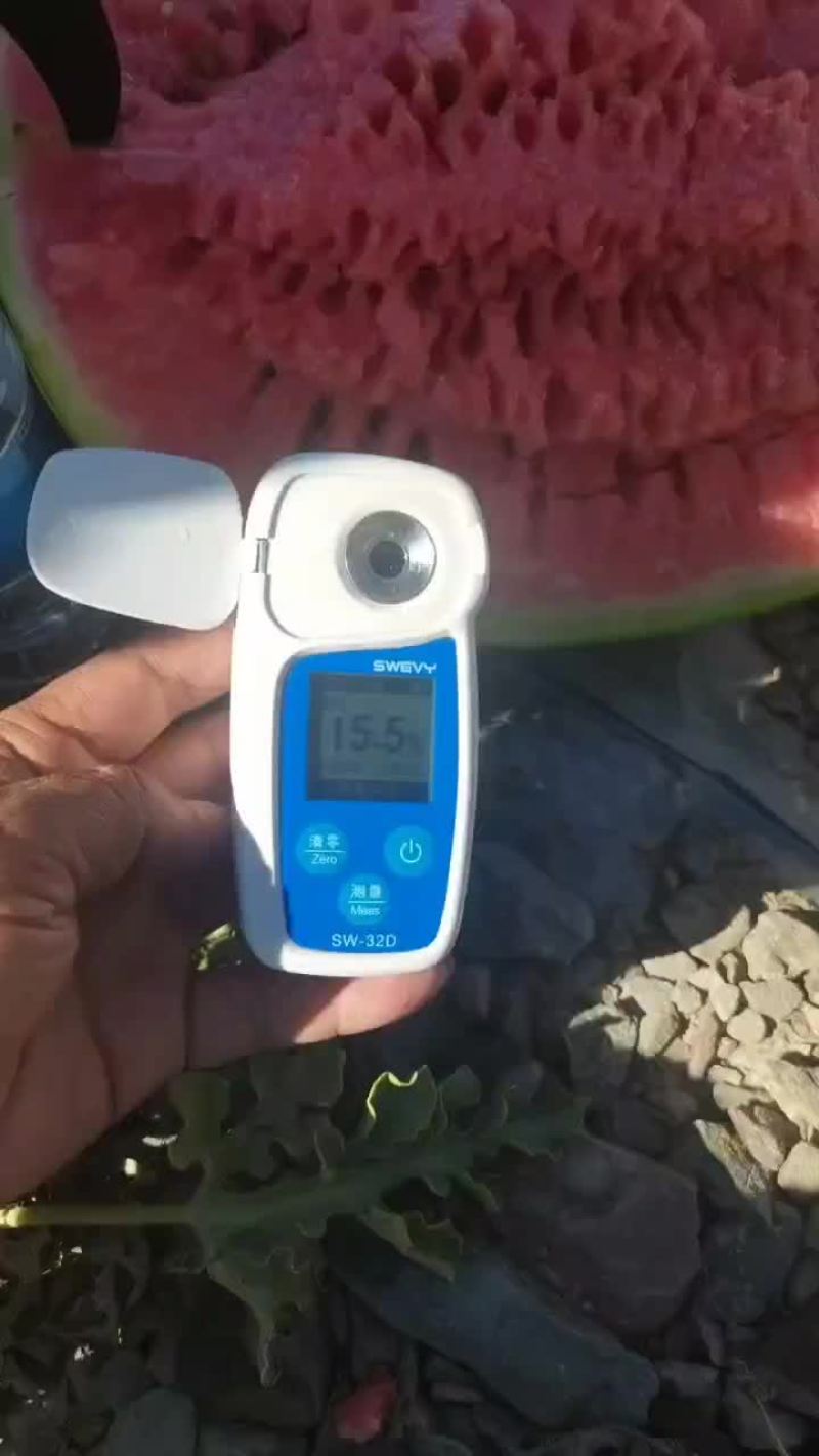 大量供应宁夏香山硒沙瓜产地直发全国供应