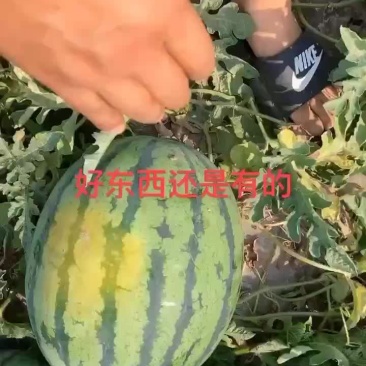 甜王精选好货不怕比