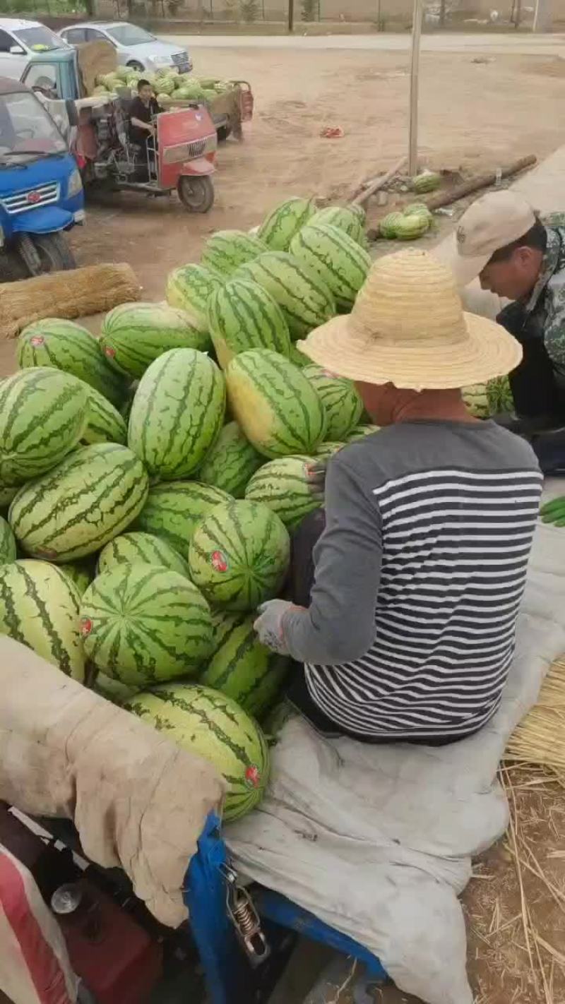 大量供应宁夏香山硒沙瓜产地直发全国供应