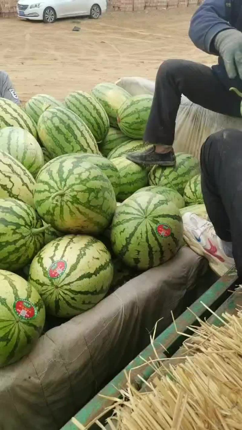 大量供应宁夏香山硒沙瓜产地直发全国供应