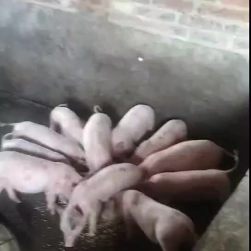 广西玉林仔猪大量有货，视频看货