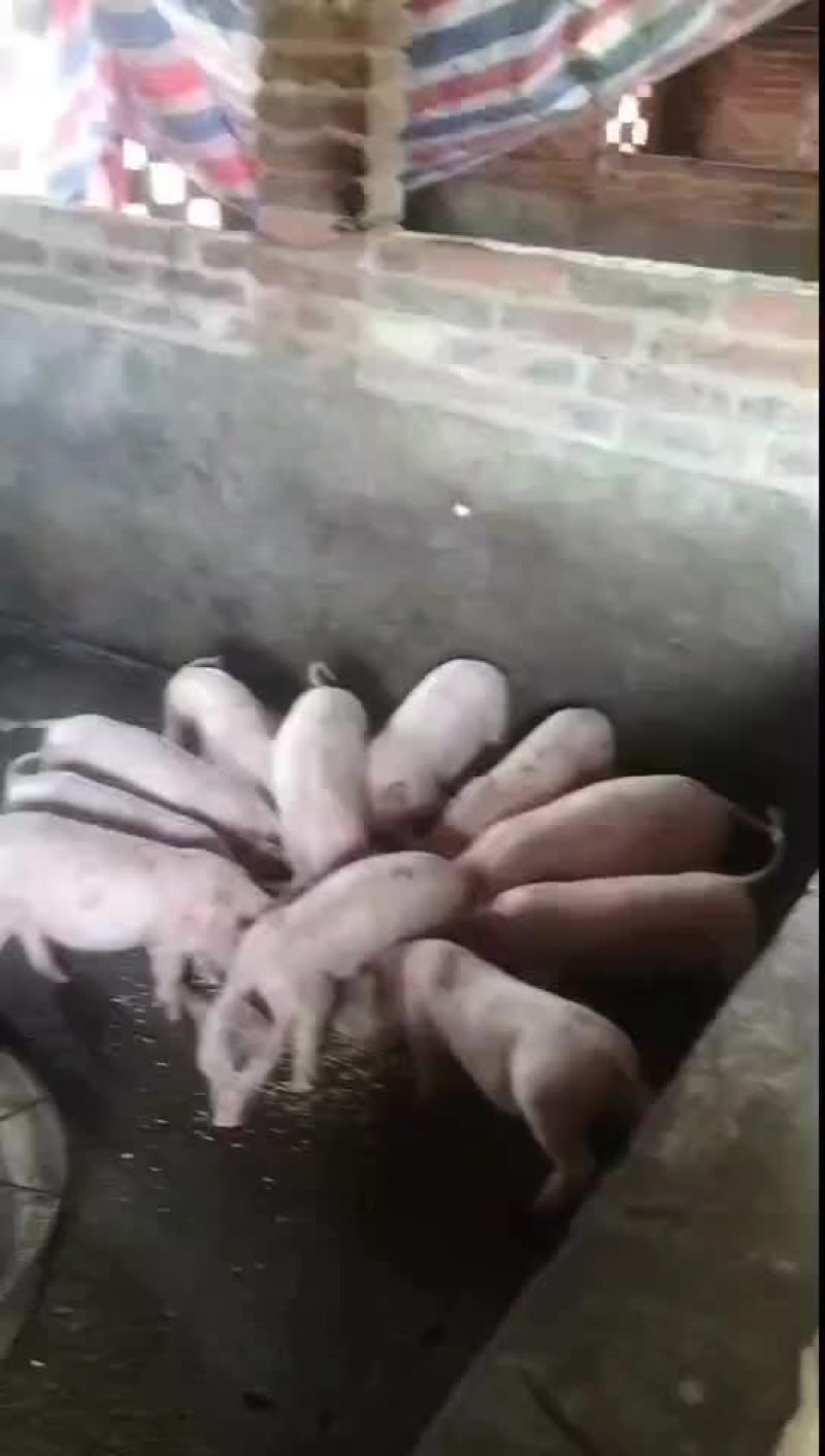 广西玉林仔猪大量有货，视频看货