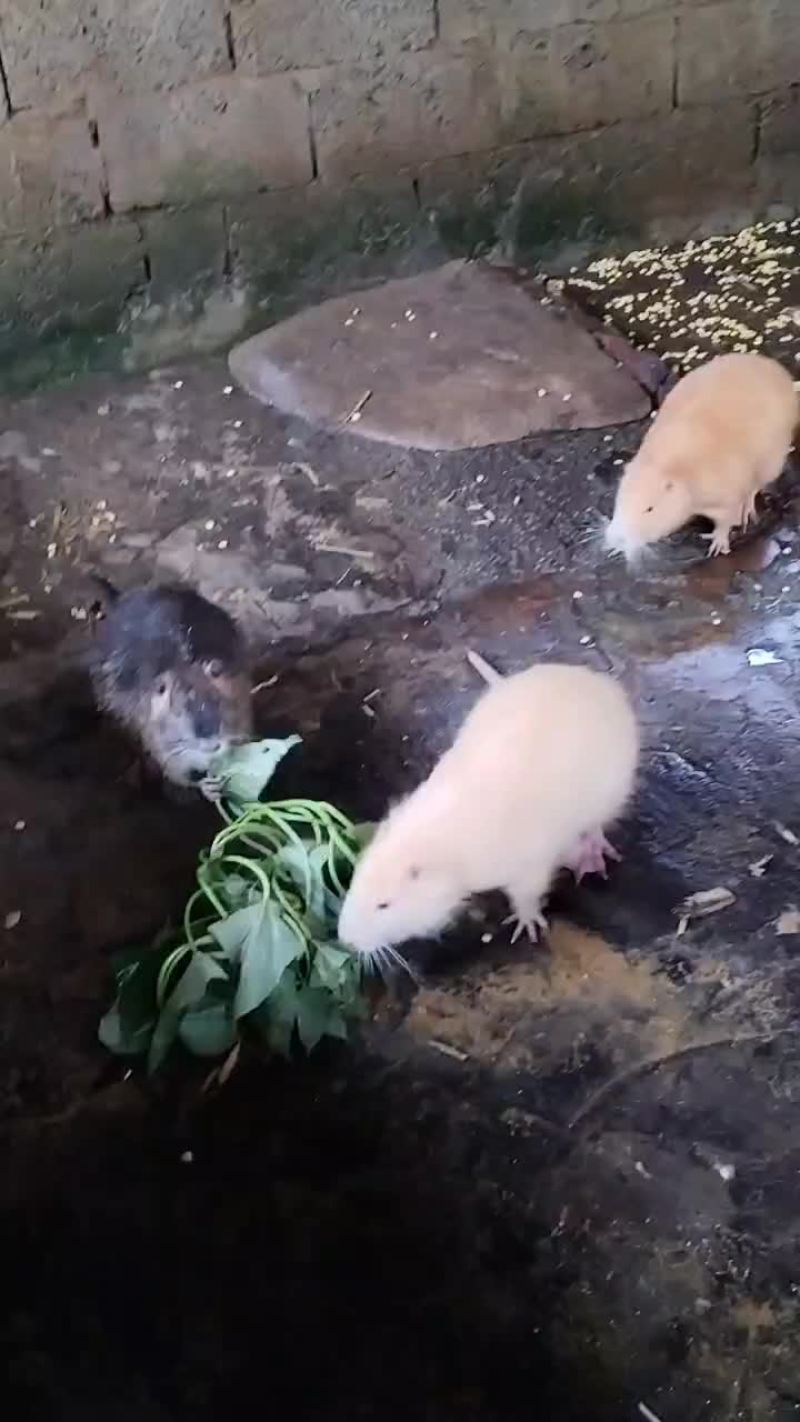 山地海狸