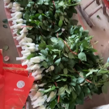 山东红玫瑰
