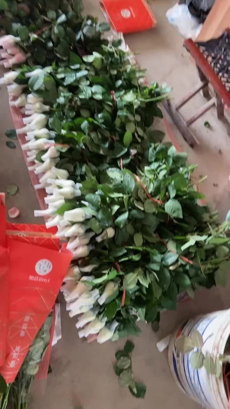 山东红玫瑰