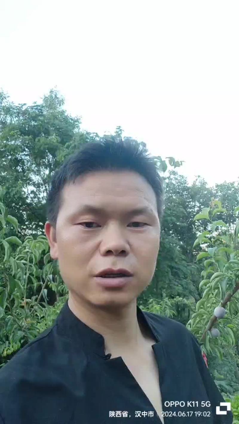 五月脆李子，紫皮脆李，凤凰李子