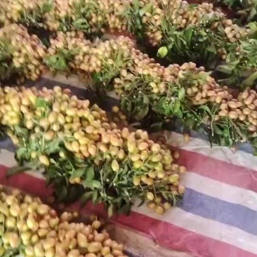 鸡心黄皮，