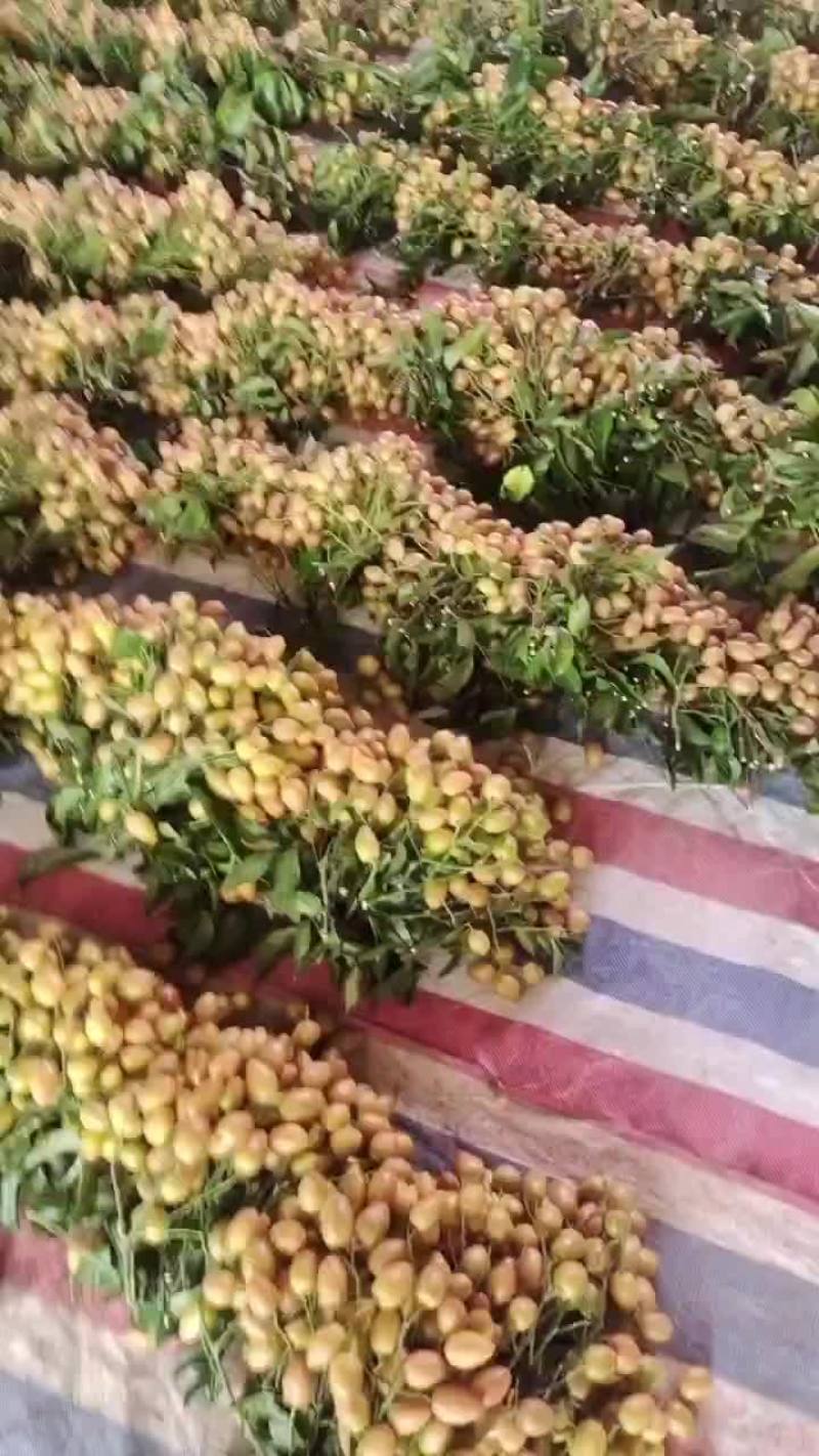 鸡心黄皮，