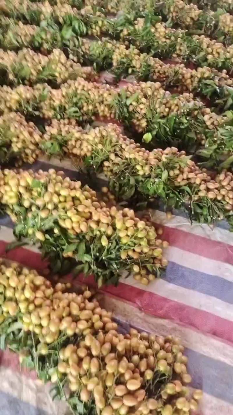 鸡心黄皮，