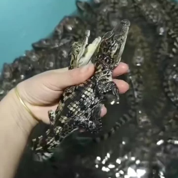 鳄鱼苗，25-35公分，包邮包活到家！