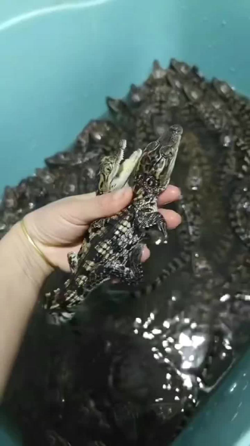 鳄鱼苗，25-35公分，包邮包活到家！
