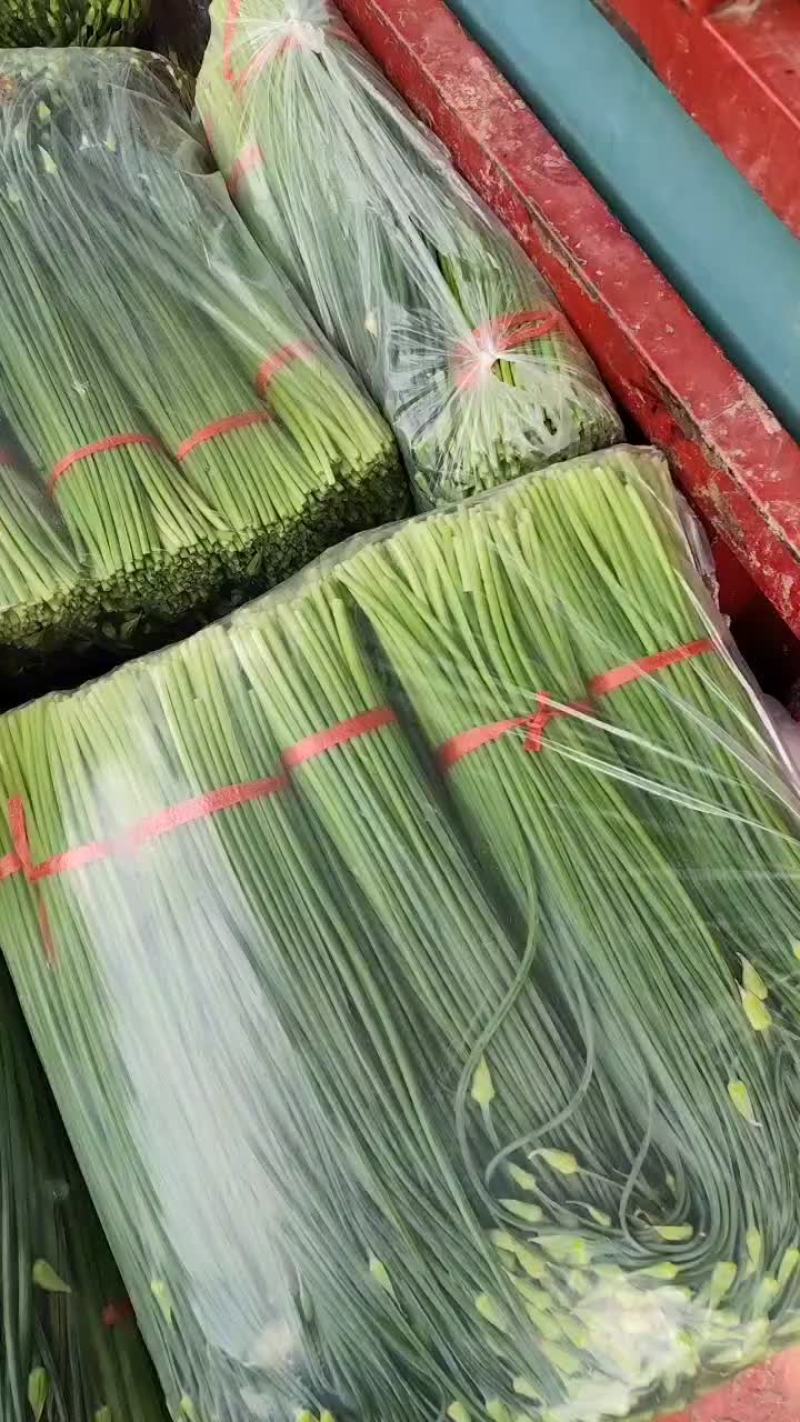 韮苔