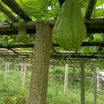 佛水瓜