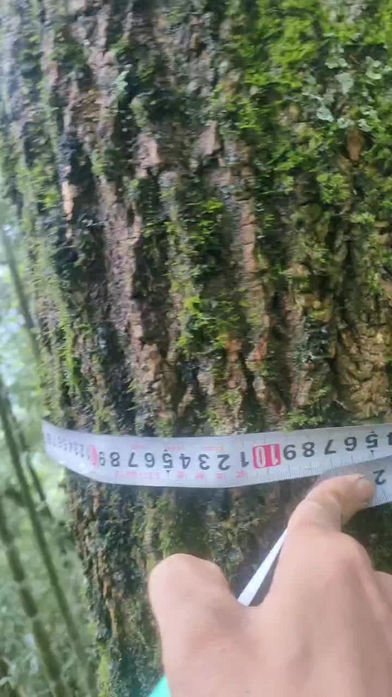50年树龄的杜仲树