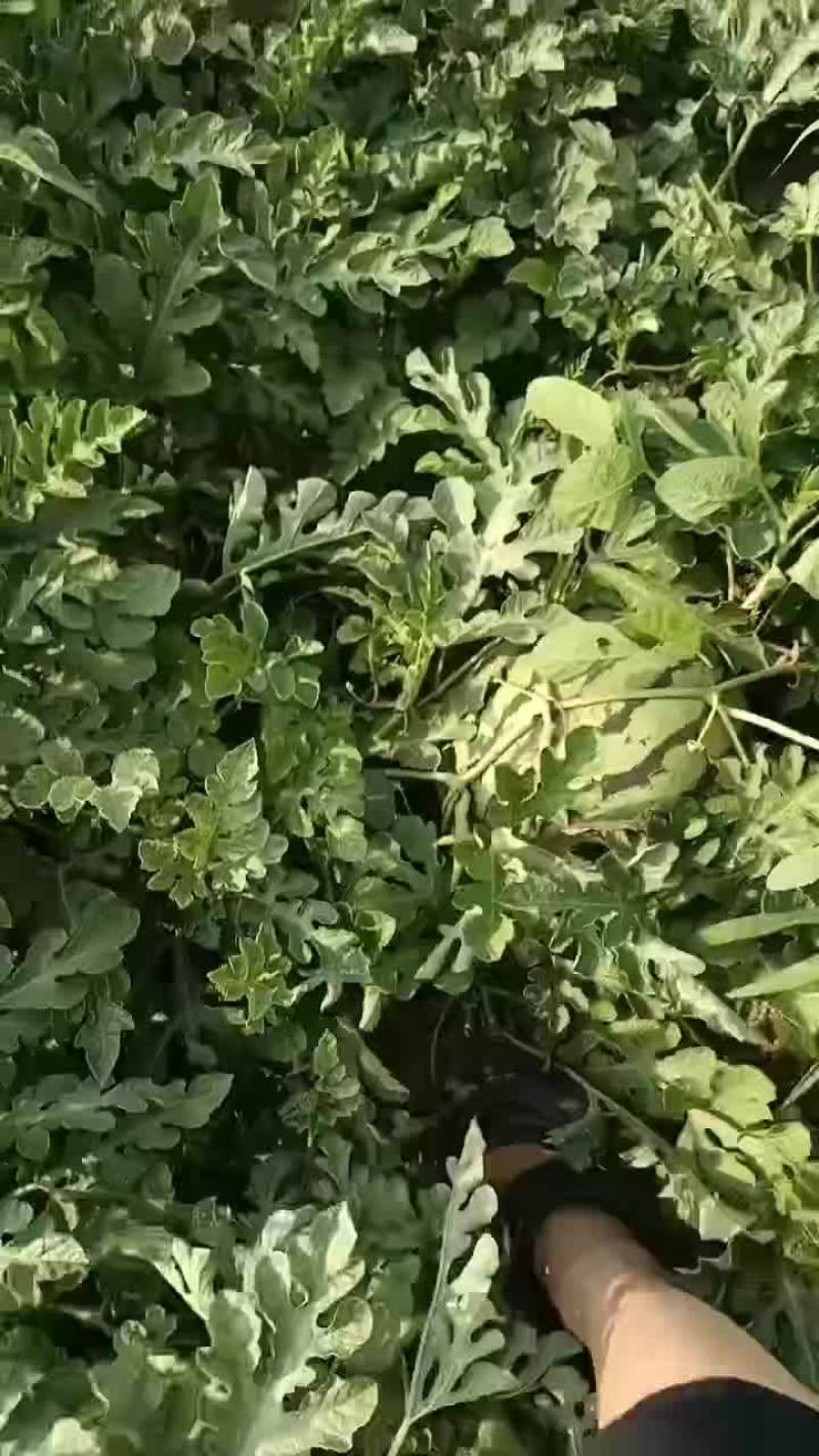 京心