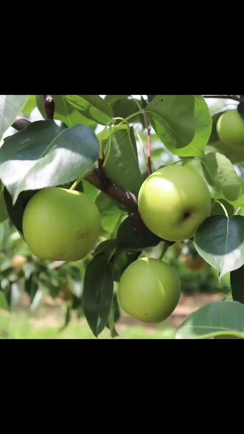湖北枝江百里洲正宗翠冠梨