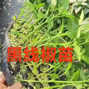 黑线椒苗