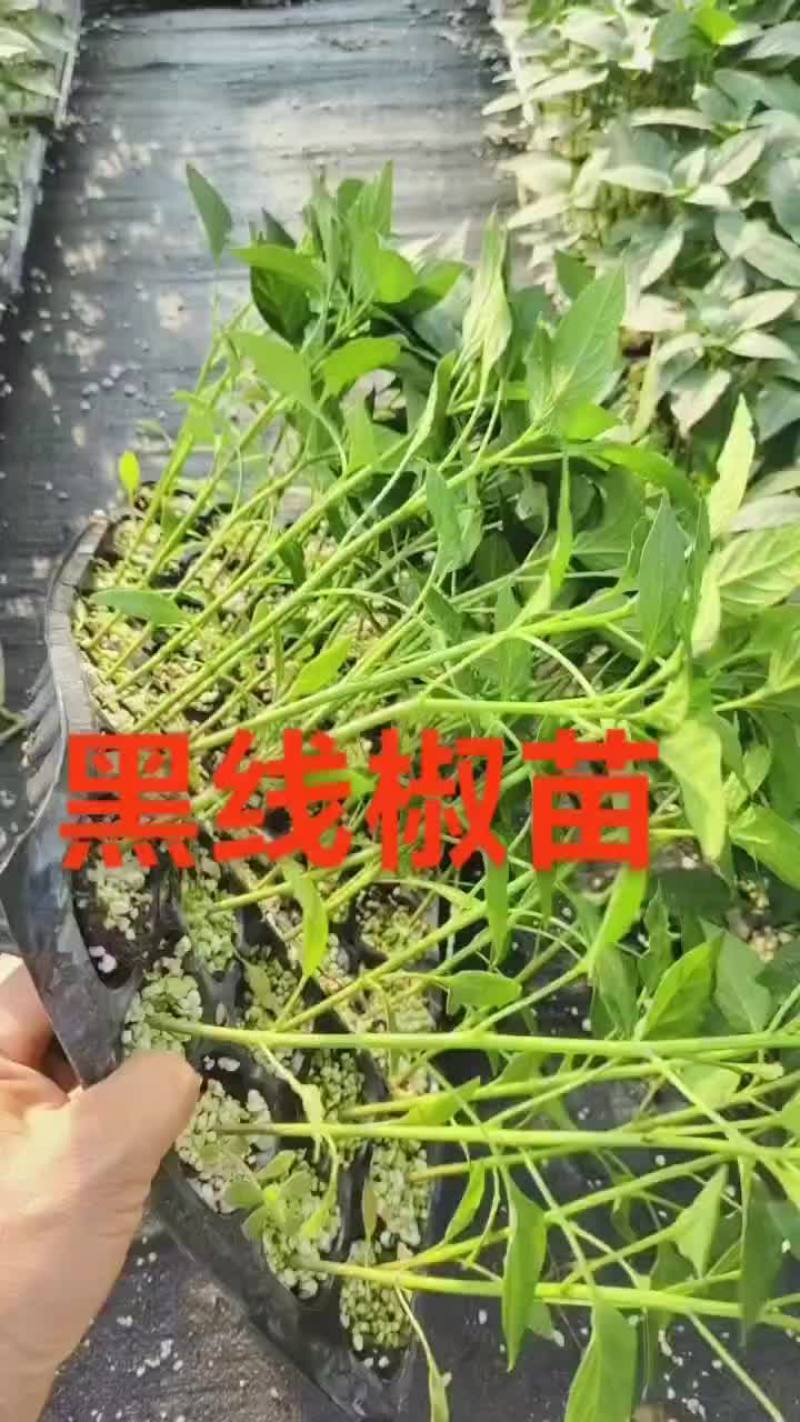黑线椒苗