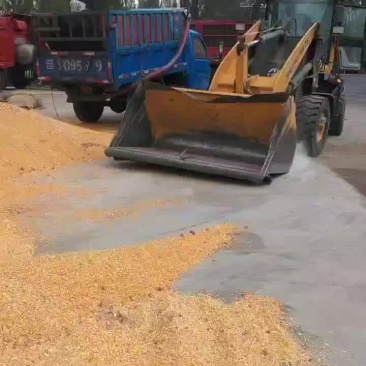 干玉米，黄玉米