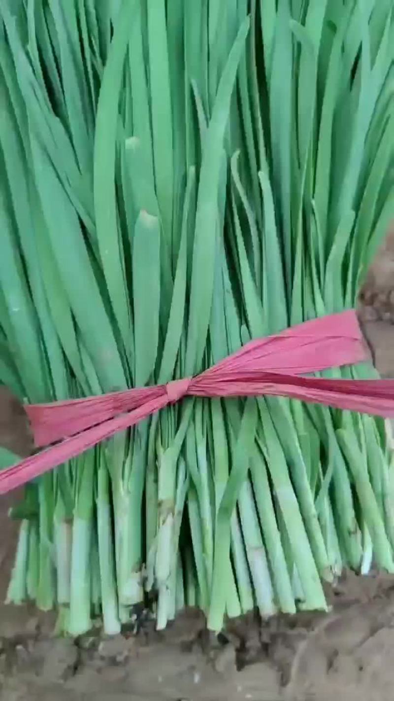 临漳万亩韭菜基地直供，货好，价格实惠