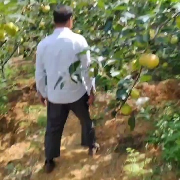 泸西县梨早白蜜大量上市了