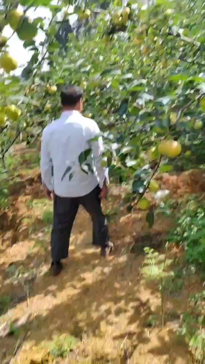 泸西县梨早白蜜大量上市了