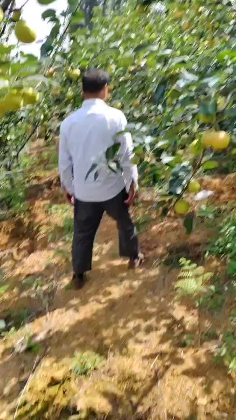 泸西县梨早白蜜大量上市了