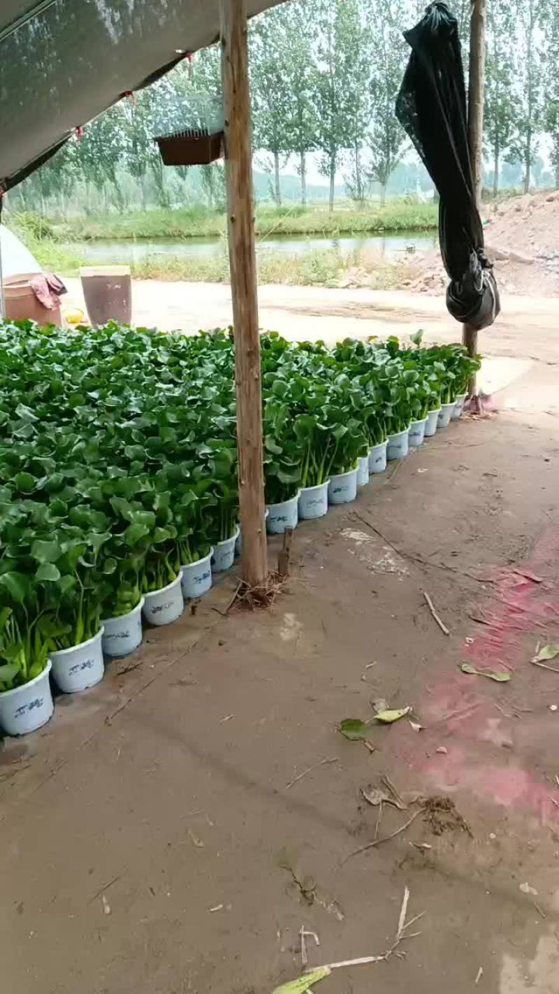 水芙蓉，水葫芦