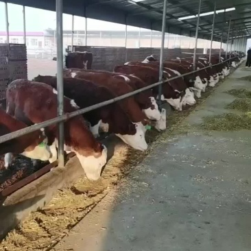 西门塔尔牛
