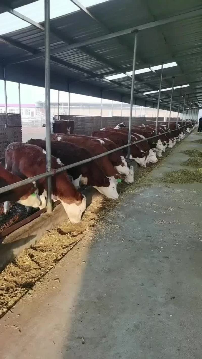 西门塔尔牛