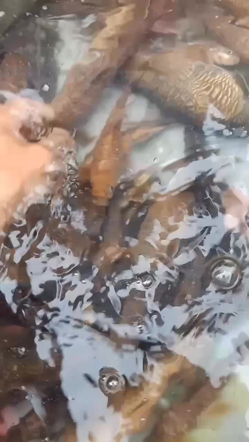 老鼠鱼