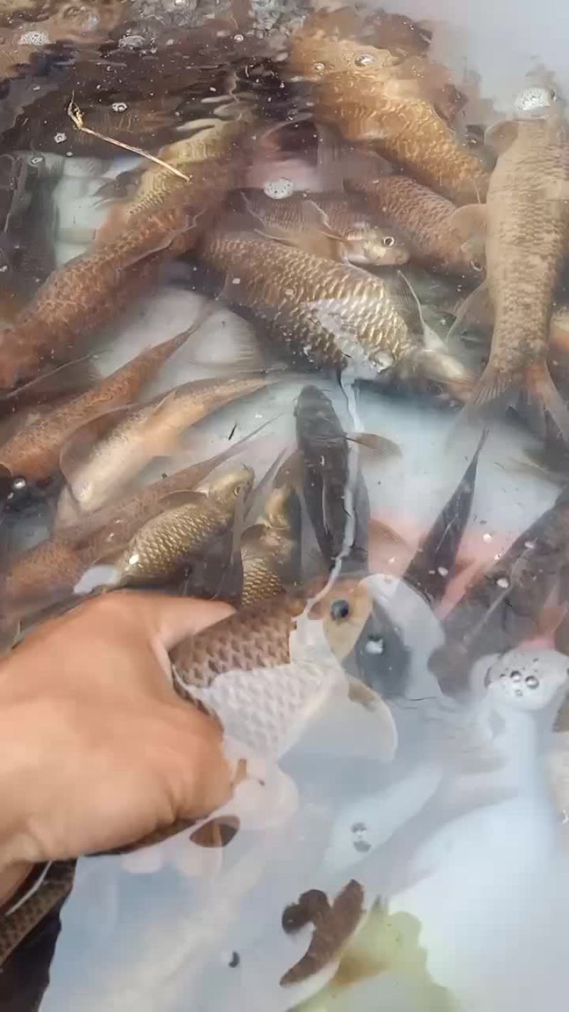 老鼠鱼