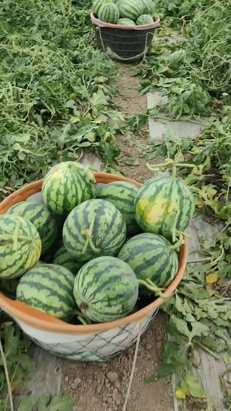 台农麒麟无籽美都西瓜，