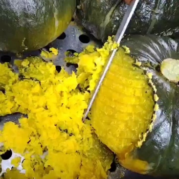 精品栗香贝贝南瓜