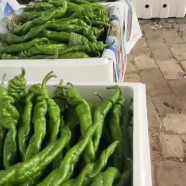 螺丝椒